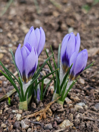 Crocus concinnus ´VLTAVA´